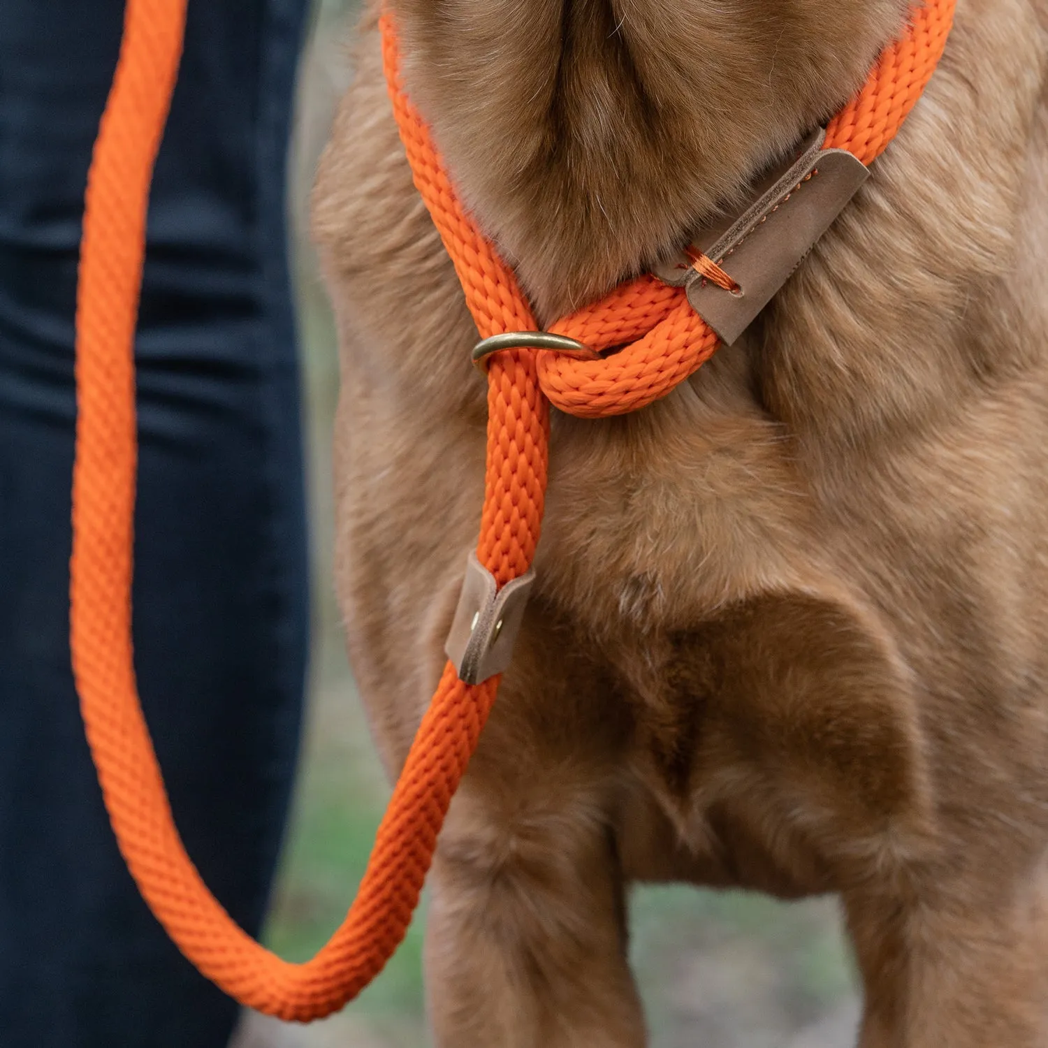 Dog Leads - Tangerine