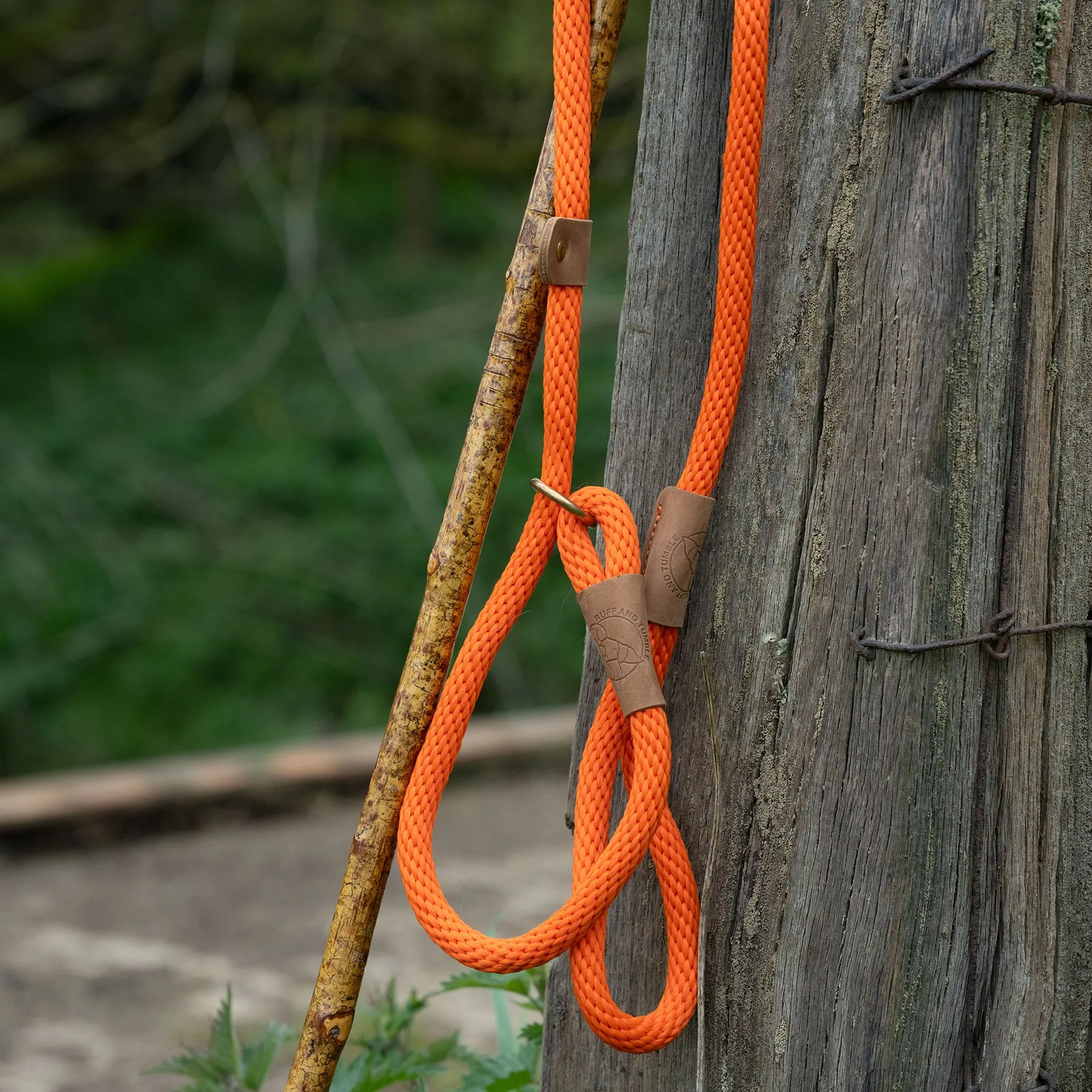 Dog Leads - Tangerine