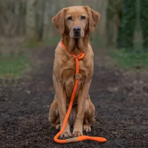 Dog Leads - Tangerine